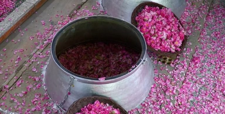 فصل گلاب گیری کاشان کی است؟