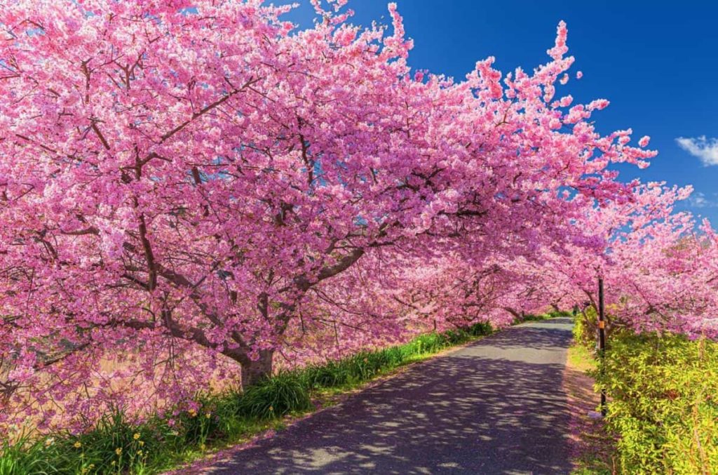 فصل شکوفه های گیلاس ژاپن کی است؟