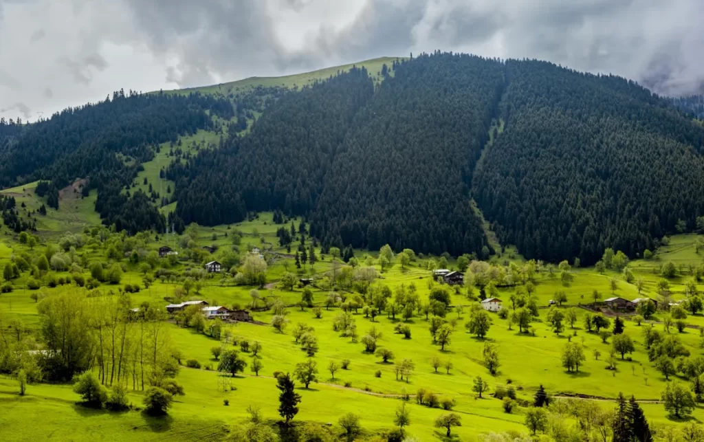جنگل گیلان کجا بریم