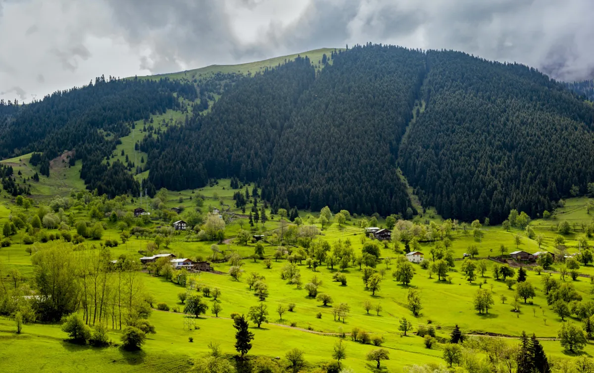 جنگل گیلان کجا بریم