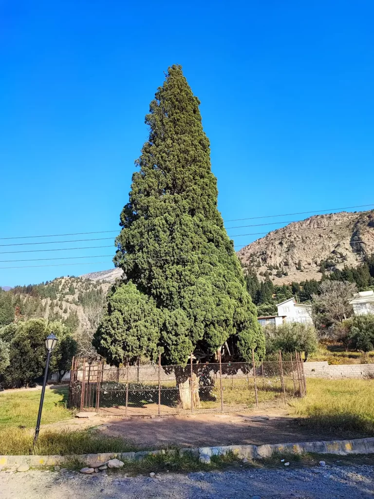 سرو هرزویل