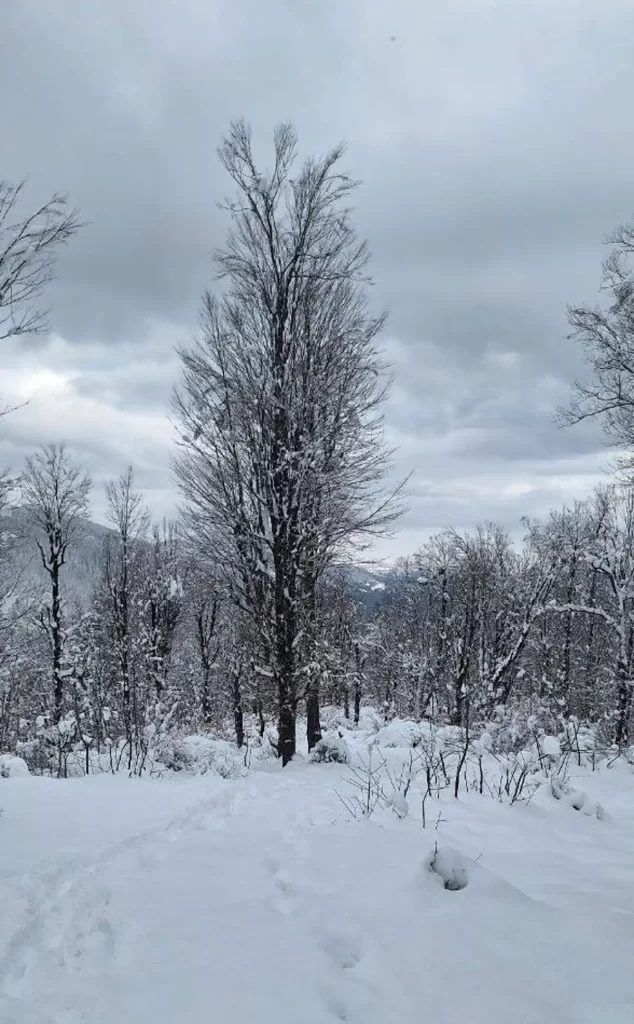 جنگل سیسرا