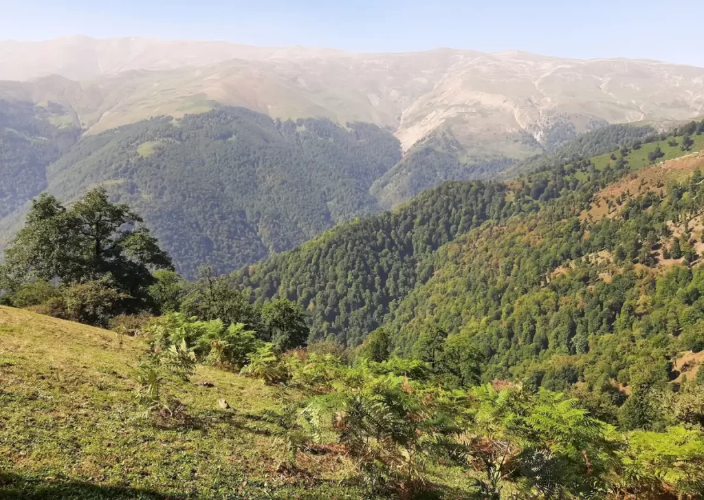 جنگل ییلاق سوئه چاله