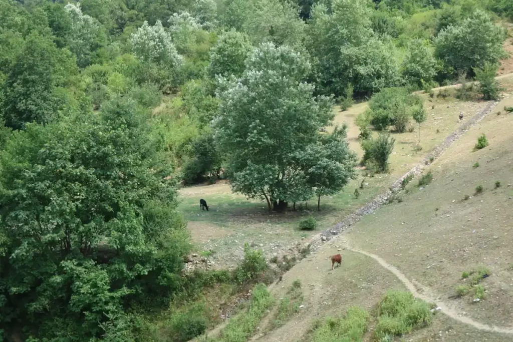 پارک جنگلی کشپل