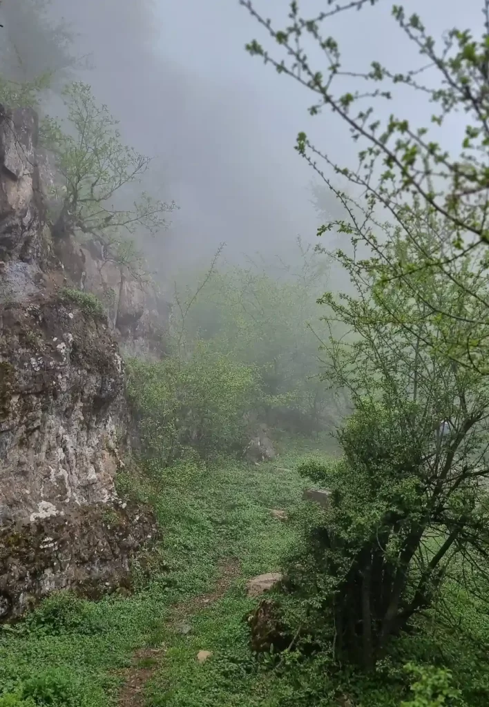 عسل محله
