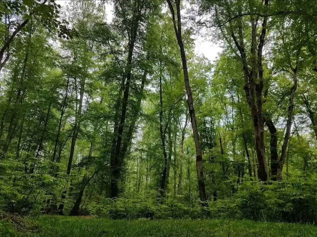 پارک جنگلی نور