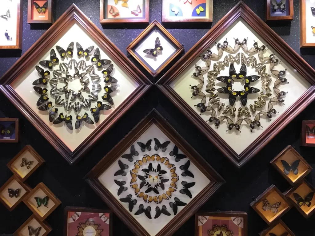 باغ پروانه دبی
