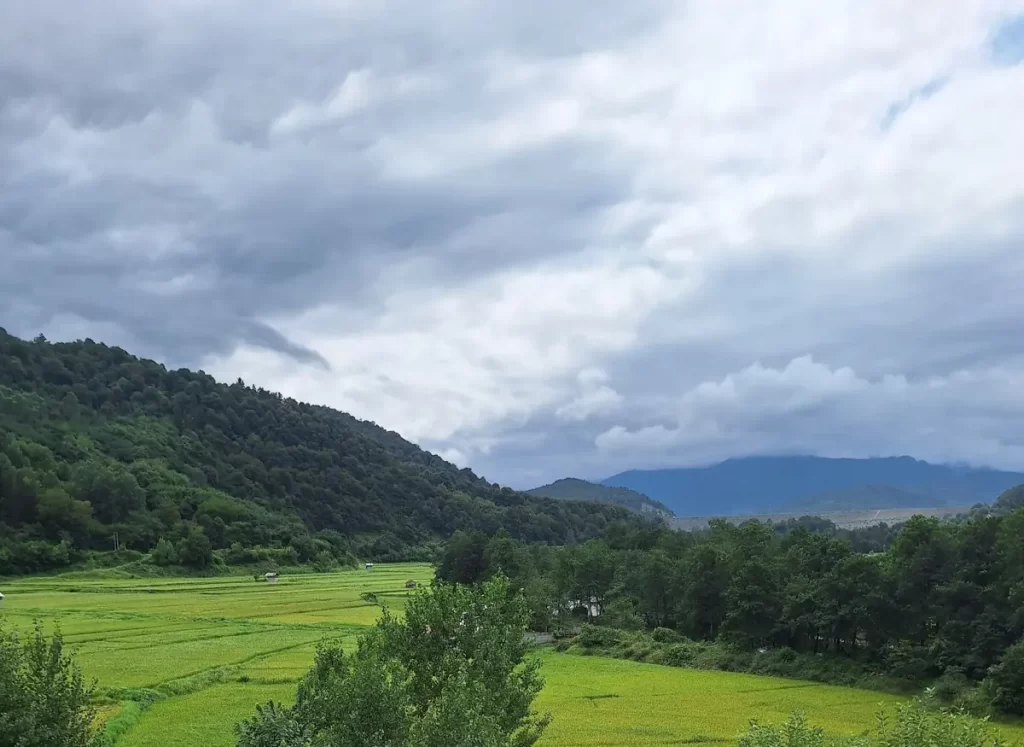 جنگل هلی‌دار