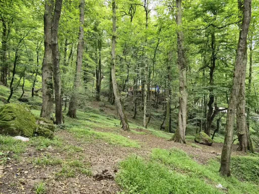 جنگل کلاردشت کجاست؟
