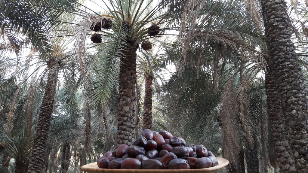 بزرگترین نخلستان خرما در کشور ایران