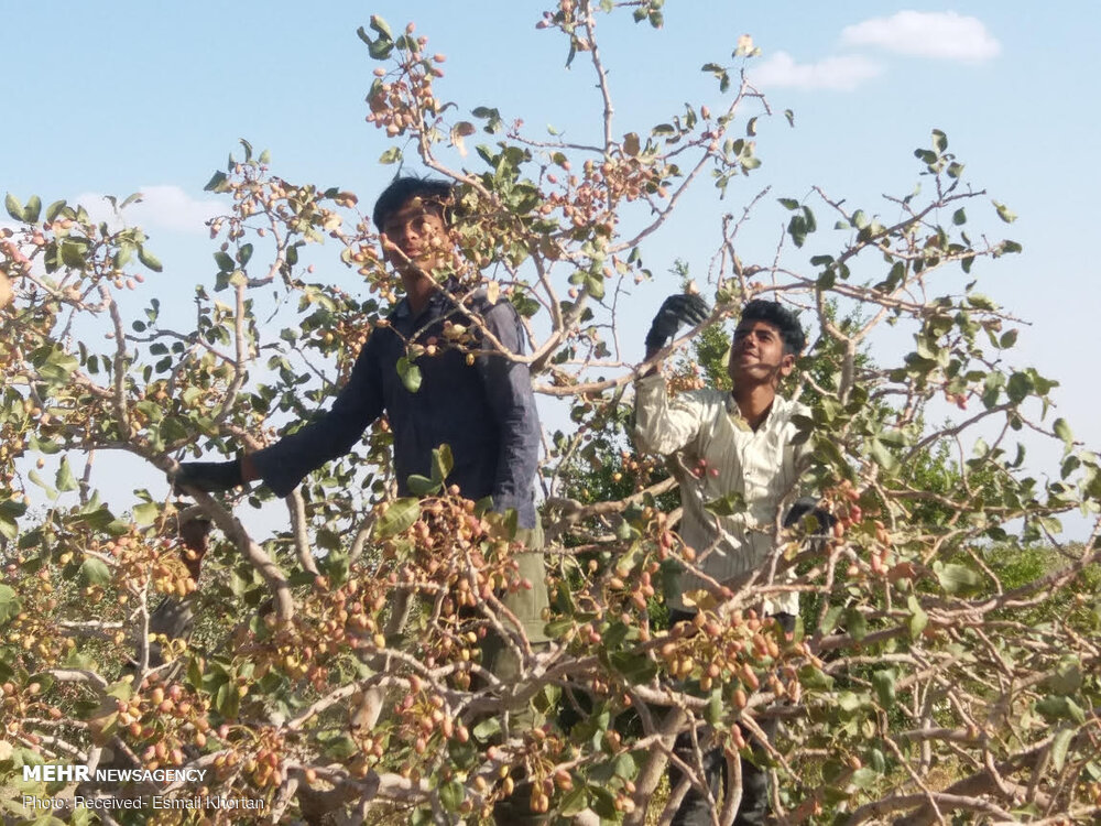 باغات پسته سیرجان