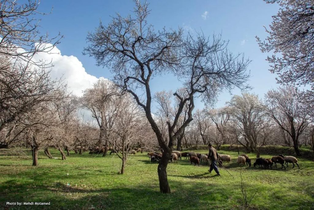 باغستان‌های سنتی قزوین