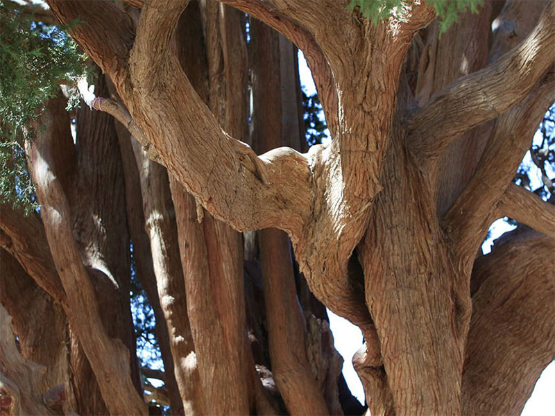 سرو ابرکوه در یزد