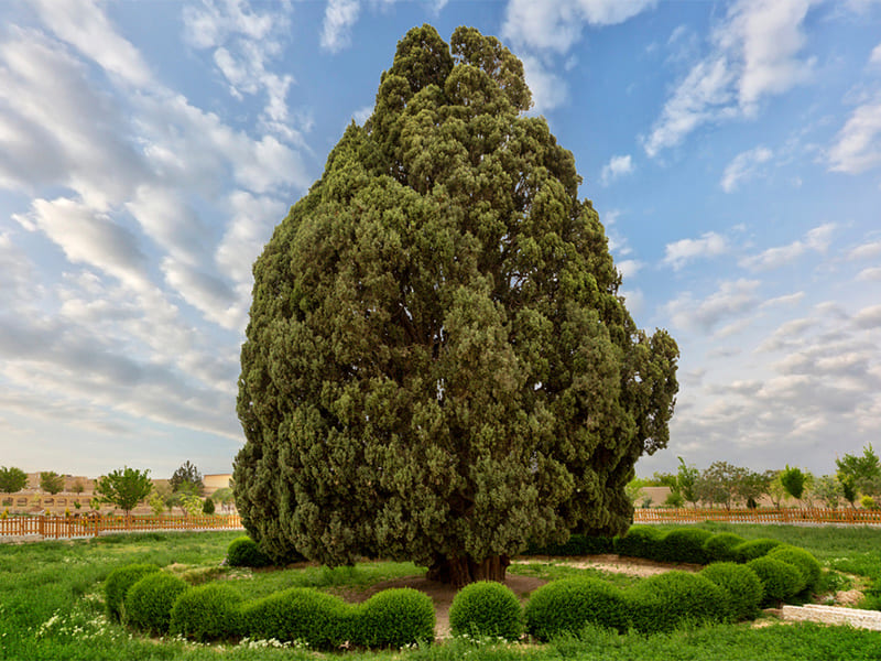 سرو ابرکوه در یزد