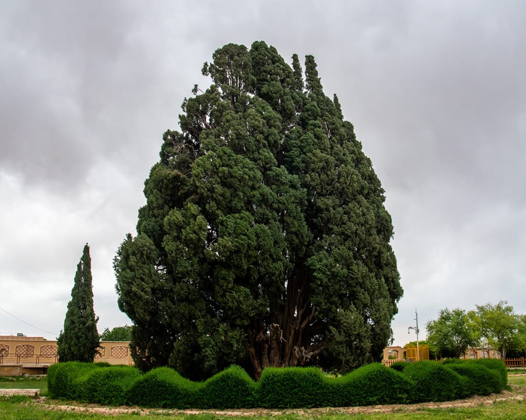 بزرگترین درخت ایران | معرفی سرو ابرکوه، کهنسال‌ترین درخت زنده کشور