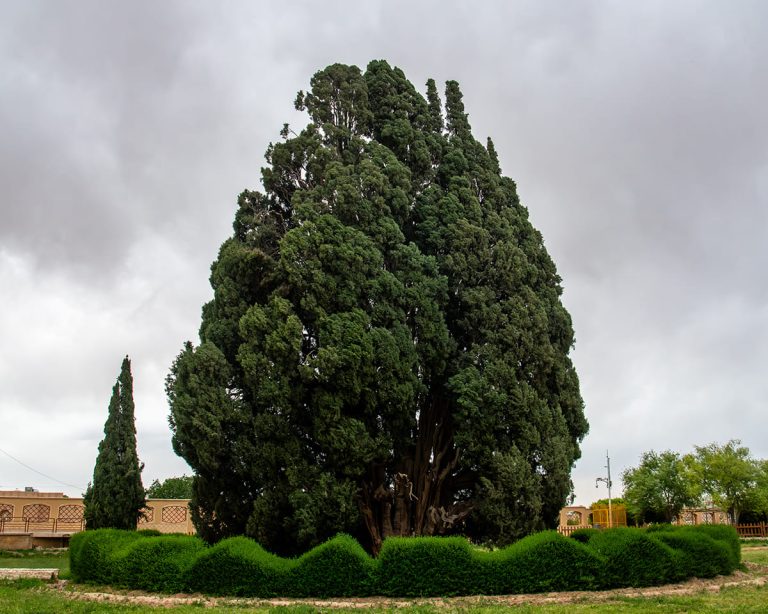 بزرگترین درخت ایران | معرفی سرو ابرکوه، کهنسال‌ترین درخت زنده کشور