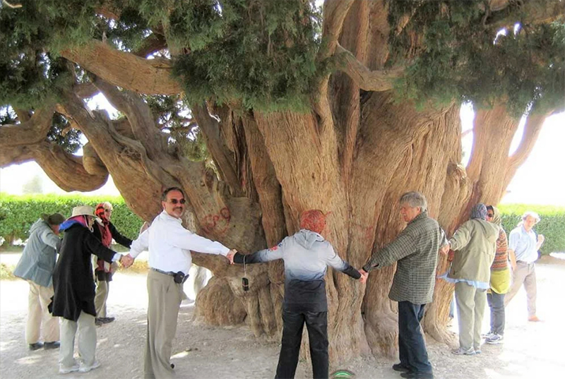 زمان بازدید از سرو ابرکوه