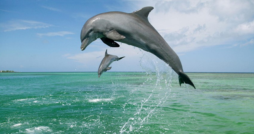 دلفین‌ها در جزیره هنگام (هرمزگان)