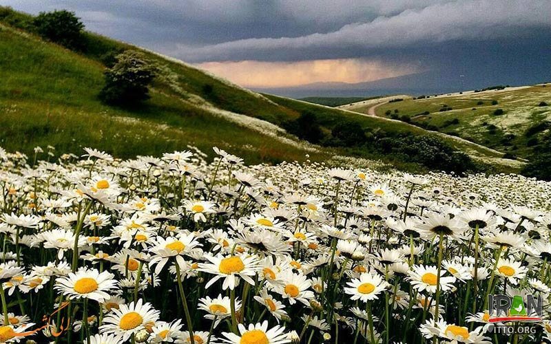 جنگل فندقلو