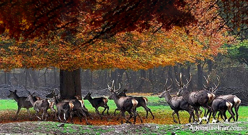 جنگل گلستان