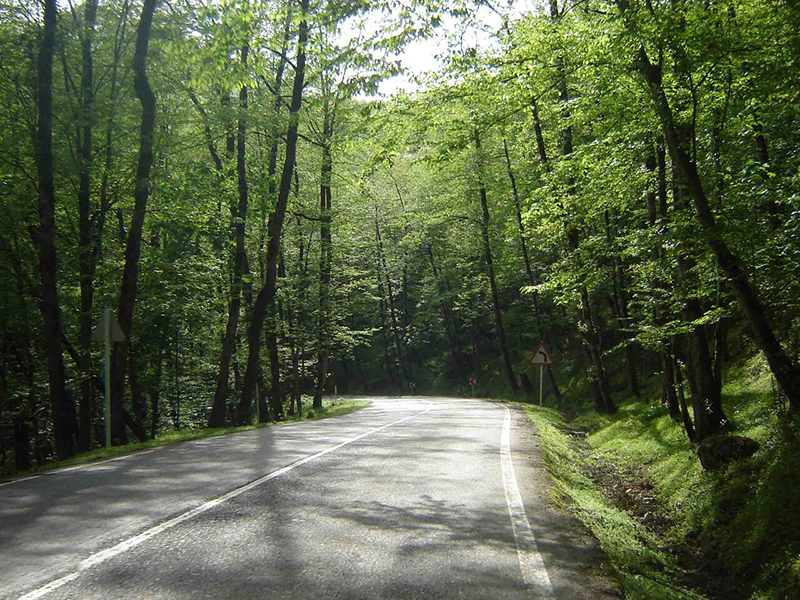 جنگل‌های دالخانی در رامسر