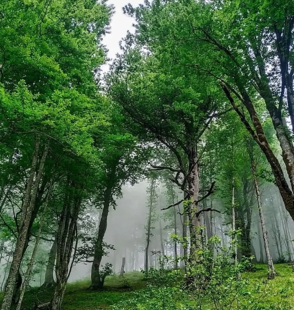 وسایل برای سفر به جنگلهای مهآلود شمال ایران