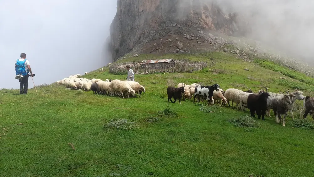 فومن در پاییز