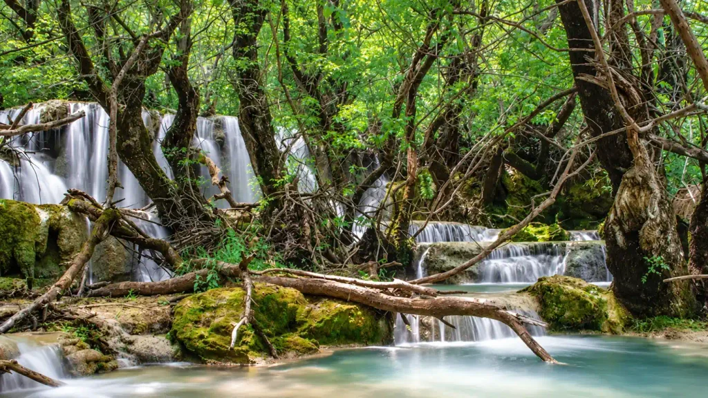 پارک جنگلی سیسنگان